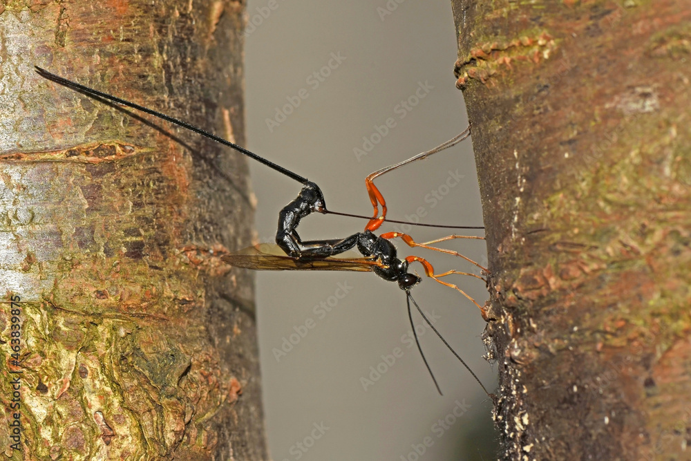 Riesenschlupfwespe (Dolichomitus imperator)