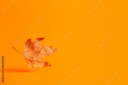 Bild auf Leinwand One levitating autumn maple leaf on orange background with copy space