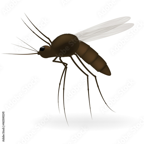 Realistic tropical fever zika virus transmitter mosquito. Vector image of a mosquito isolated on white background.