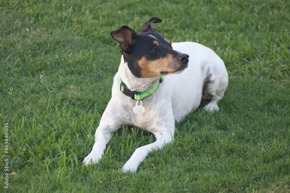 Fototapeta premium jack russell terrier