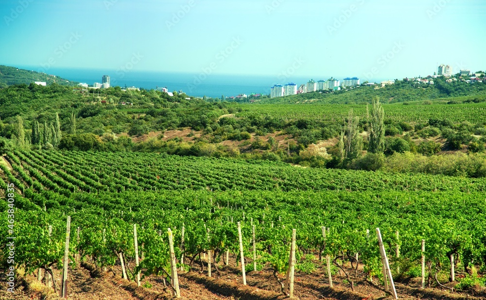 Grapes Growing in a Vineyard