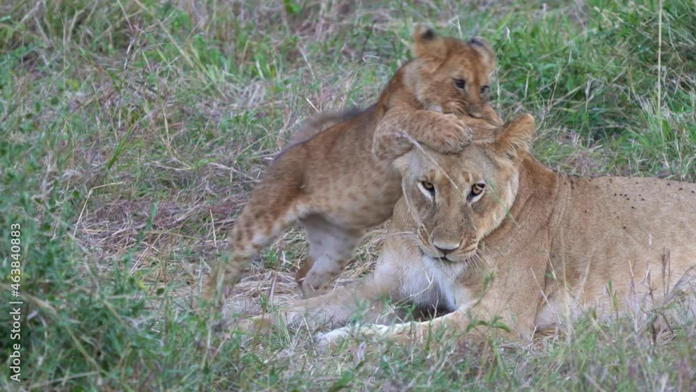 Lion - Panthera leo king of the animals. Lion - the biggest african cat, laying and its kittens play in the bush in Masai Mara National Park in Kenya Africa. Young cub next to the big mother lioness Lion - Panthera leo king of the animals. Lion - the biggest african cat, laying and its kittens play in the bush in Masai Mara National Park in Kenya Africa. Young cub next to the big mother lioness