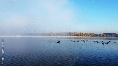 Fog over the river. Ducks are swimming. Seagulls fly
