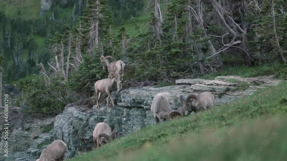 A group of Rocky Mountain Big Horned rams grazes in a high alpine meadow in soft evening light with gnarled pines and weathered stone on the mountain slope. A group of Rocky Mountain Big Horned rams grazes in a high alpine meadow in soft evening light with gnarled pines and weathered stone on the mountain slope.