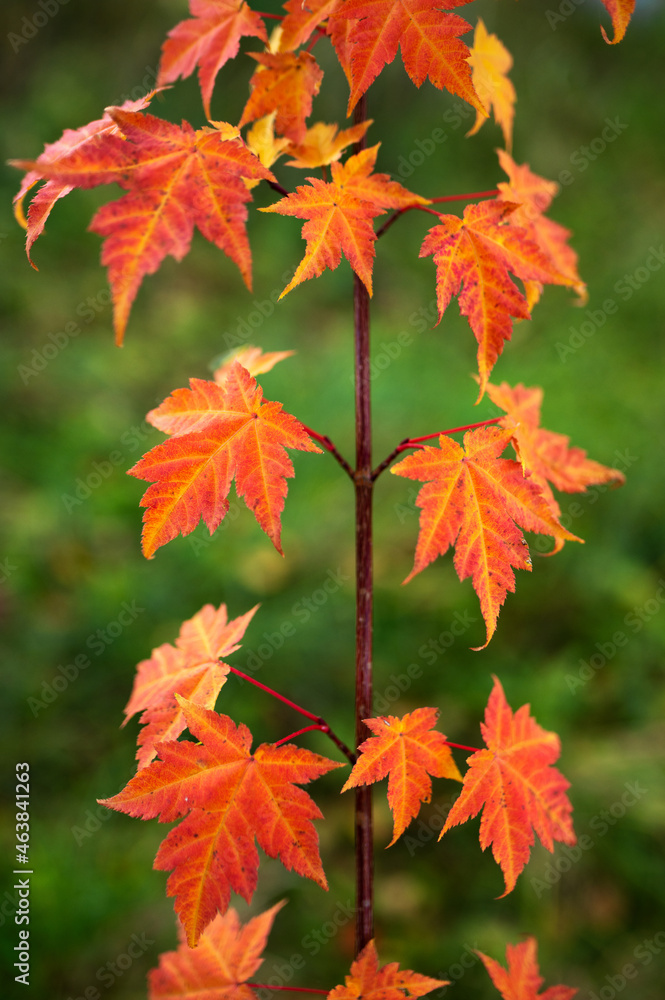 Korean butterfly maple (Acer komarovii) leaves in autumn colors. Korean butterfly maple (Acer komarovii) leaves in autumn colors.