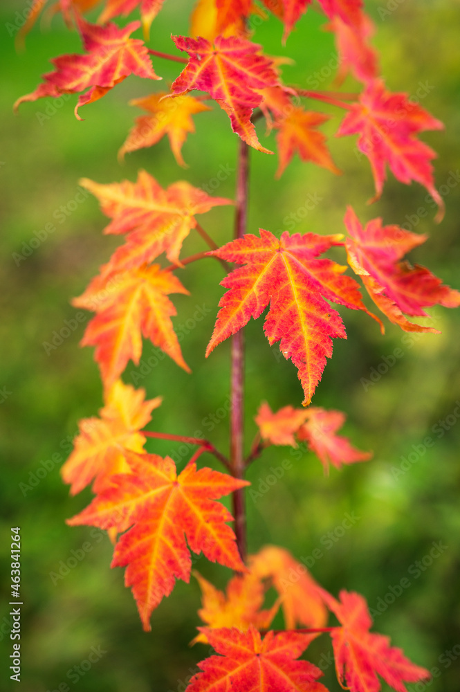 Korean butterfly maple (Acer komarovii) leaves in autumn colors.