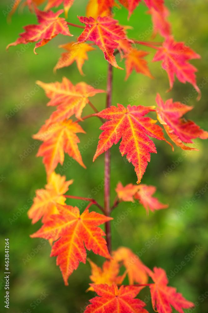 Korean butterfly maple (Acer komarovii) leaves in autumn colors. Korean butterfly maple (Acer komarovii) leaves in autumn colors.