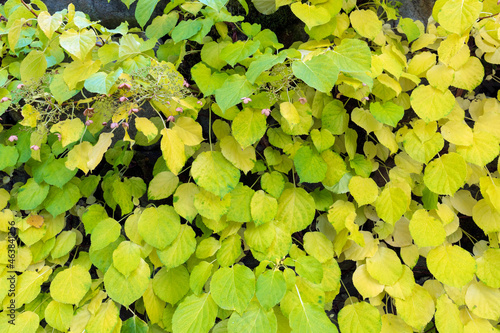 Climbing hydrangea  Hydrangea petiolaris  in autumn colors against old stone wall