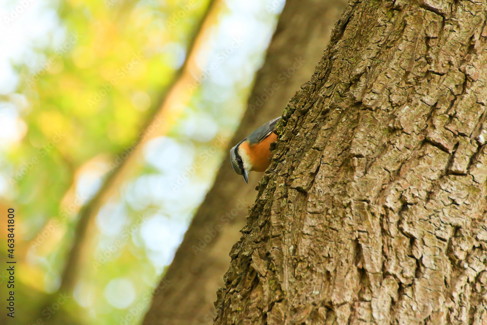 European robin (Erithacus rubecula) sitting on a tree branch