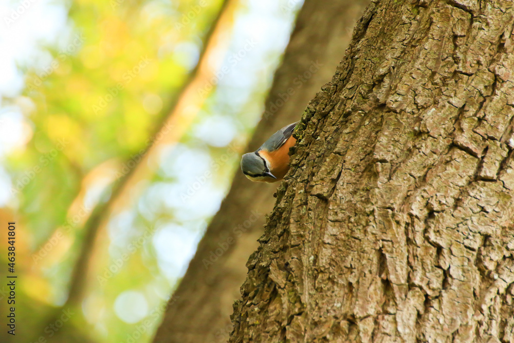 European robin (Erithacus rubecula) sitting on a tree branch European robin (Erithacus rubecula) sitting on a tree branch
