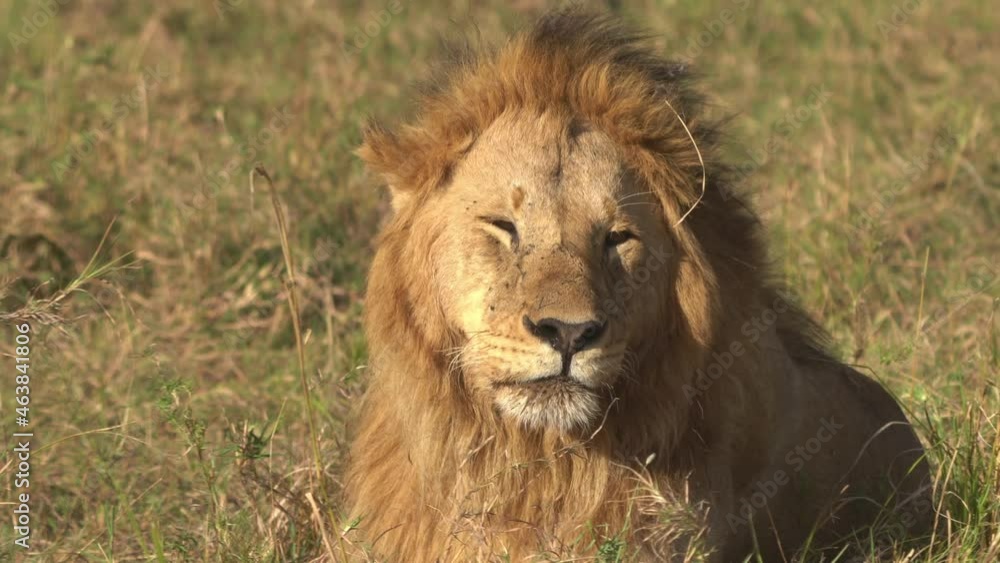Lion - Panthera leo king of the animals. Lion - the biggest african cat in Maasai Mara National Park in Kenya Africa, in savannah, big adult male resting on the grass. Lion - Panthera leo king of the animals. Lion - the biggest african cat in Maasai Mara National Park in Kenya Africa, in savannah, big adult male resting on the grass.
