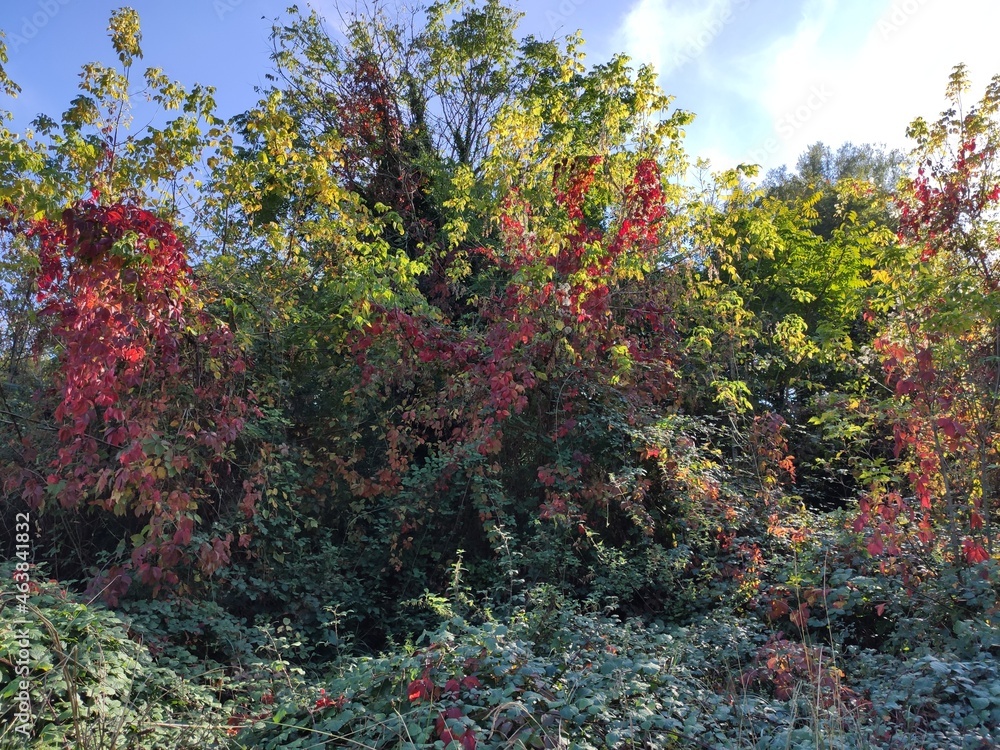 Arbres avec des feuilles rouges dans la nature, changement et phénomène de la nature, du vert, du rouge et du jaune, saison automne et hiver