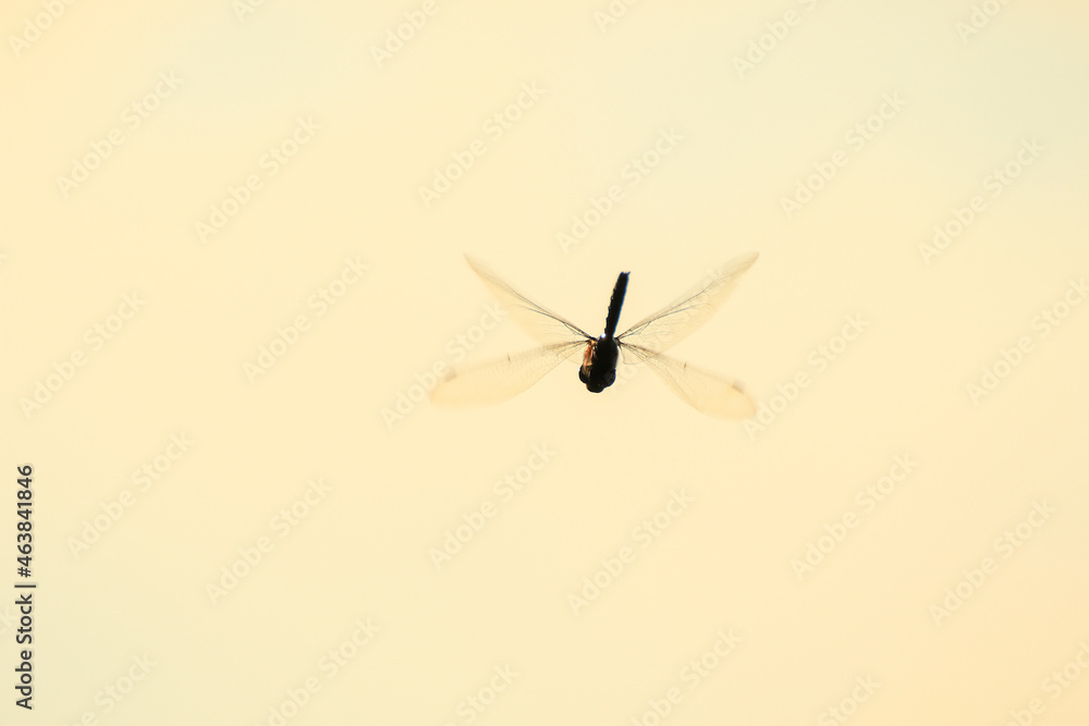 A wandering glider dragonfly in flight near the water A wandering glider dragonfly in flight near the water