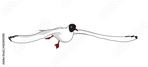 Black headed gull