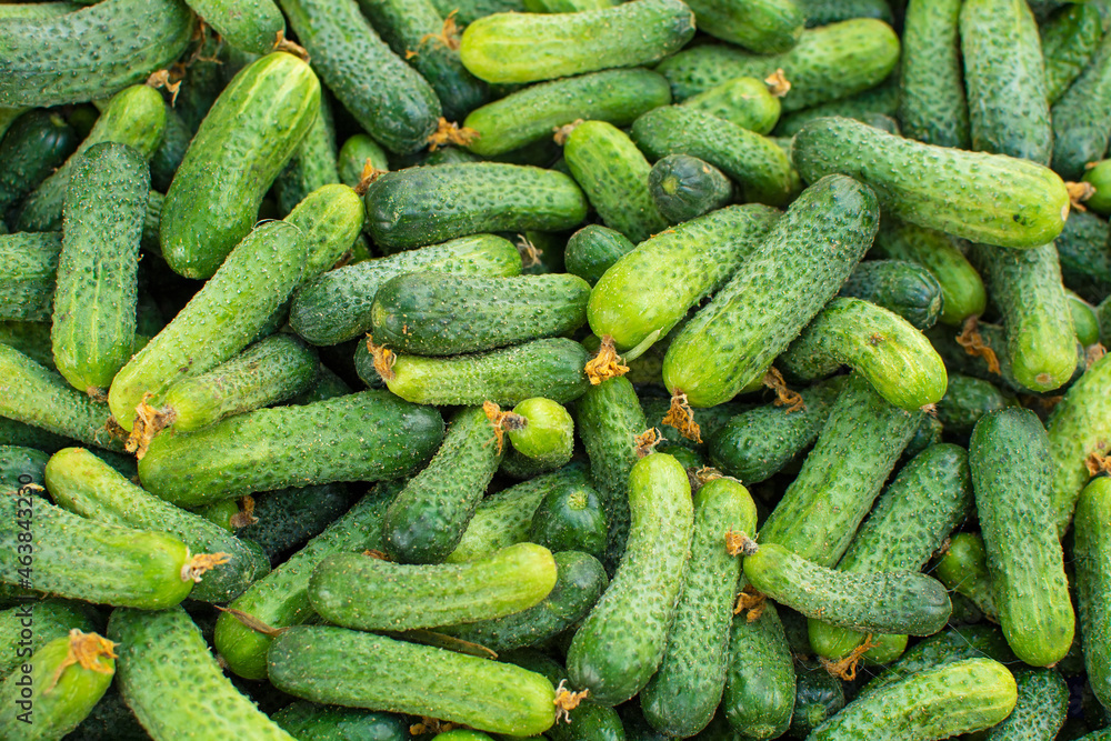 Gherkin, a young green cucumber used for pickling. Vegetables for pickled cucumbers. Veggie pattern. Gherkins. Pickles Gherkin, a young green cucumber used for pickling. Vegetables for pickled cucumbers. Veggie pattern. Gherkins. Pickles
