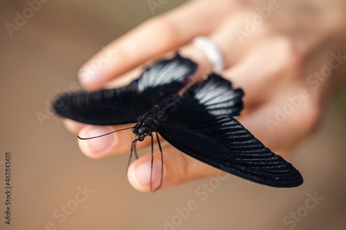 Photos Butterfly Resting on Human Hand