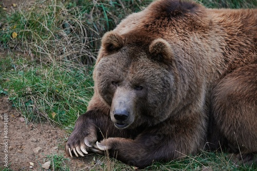 Wallpaper Mural Brown bear in forest Torontodigital.ca