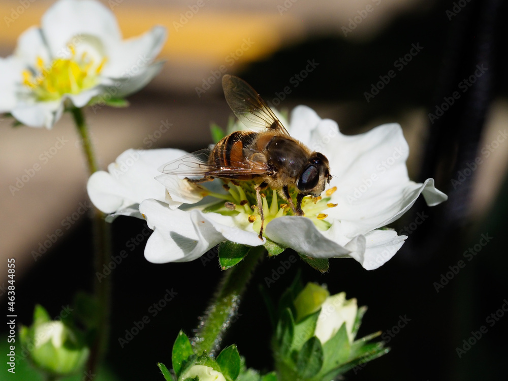 Close-up of a hover fly feeding on a strawberry flower Close-up of a hover fly feeding on a strawberry flower
