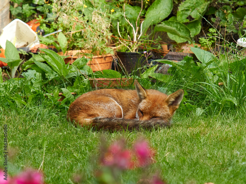 A fox visits a residential garden in London’s suburbs, curling up to sleep in a shaded spot on the lawn, protected from the sun amongst the greenery. A fox visits a residential garden in London’s suburbs, curling up to sleep in a shaded spot on the lawn, protected from the sun amongst the greenery.