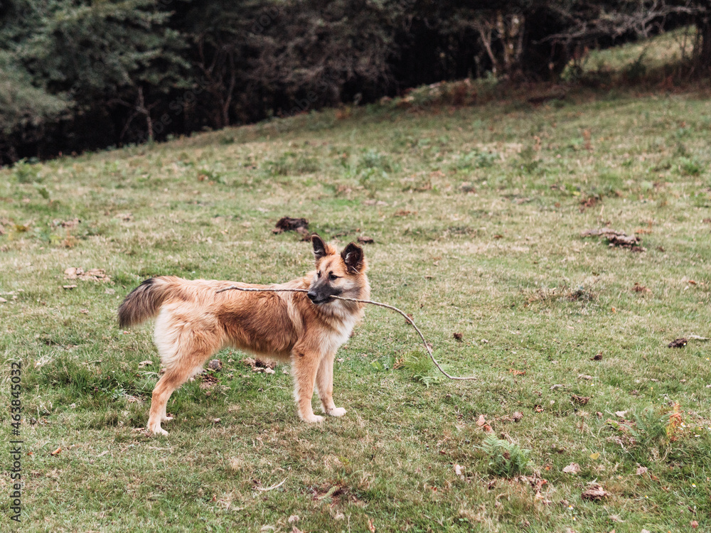 Playful purebred dog standing on grassy meadow with tree branch in mouth Playful purebred dog standing on grassy meadow with tree branch in mouth