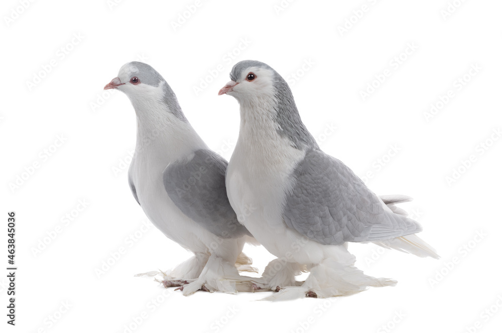 female and male lahore pigeons isolated on white background female and male lahore pigeons isolated on white background