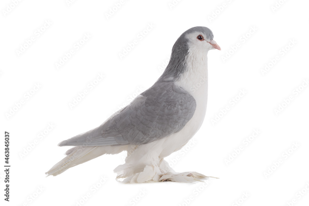 male lahore pigeons isolated on white background male lahore pigeons isolated on white background