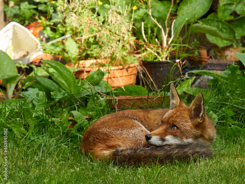 A fox visits a residential garden in London’s suburbs, startled awake from its shaded rest by a nearby noise.