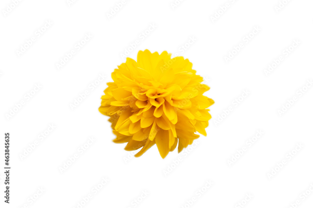 A yellow flower bud on a white background. Flower isolate. A yellow flower bud on a white background. Flower isolate.