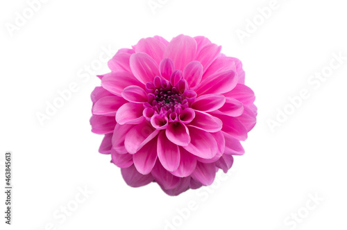 A purple dahlia bud on a white background. Flower isolate.