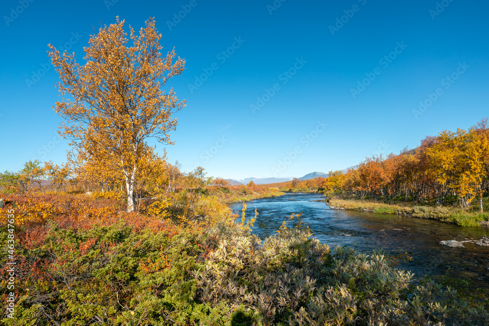 Beautiful, vivid autumn colors in remote arctic landscape. Wild nature of Stora Sjofallet national park, Sweden. Remote wilderness on sunny autumn day. Yellow and orange colors in nature. Beautiful, vivid autumn colors in remote arctic landscape. Wild nature of Stora Sjofallet national park, Sweden. Remote wilderness on sunny autumn day. Yellow and orange colors in nature.