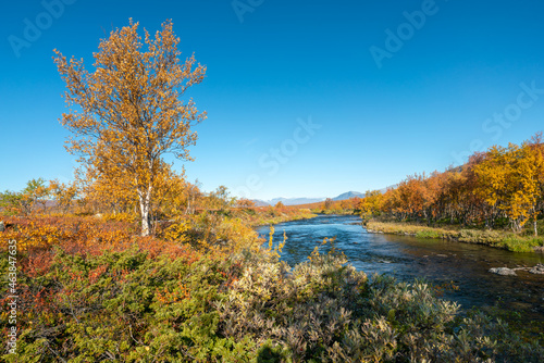 Beautiful, vivid autumn colors in remote arctic landscape. Wild nature of Stora Sjofallet national park, Sweden. Remote wilderness on sunny autumn day. Yellow and orange colors in nature.