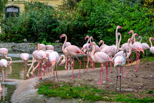 Flock of pink flamingo birds	