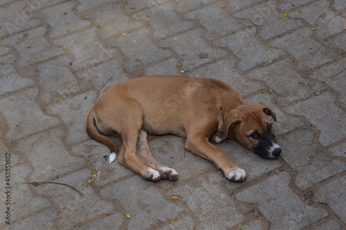 Hungry dog sleeping on road © Aravind