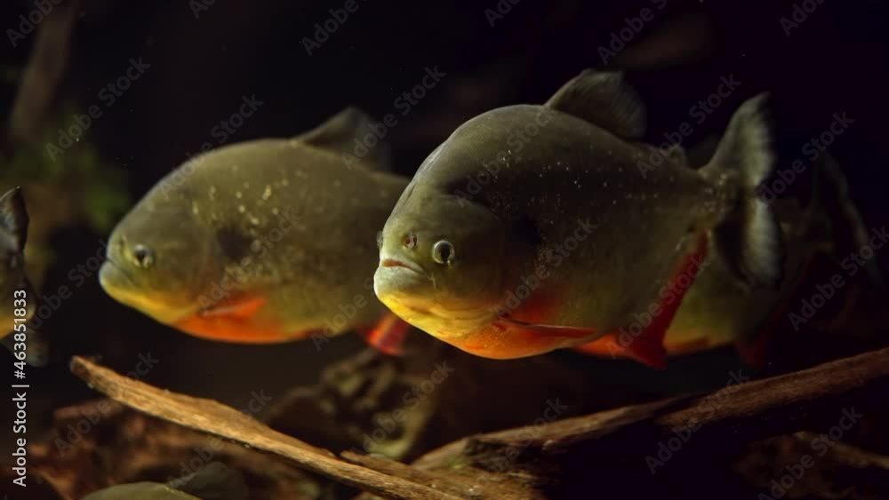 Predatory hungry freshwater red bellied piranha fish swimming in river water in South America jungle. Flock of piranhas close-up view. Predatory hungry freshwater red bellied piranha fish swimming in river water in South America jungle. Flock of piranhas close-up view.