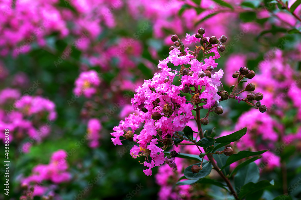 Obraz premium ピンクの花