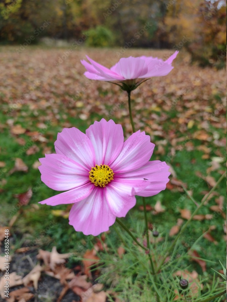 Obraz premium pink cosmos flower