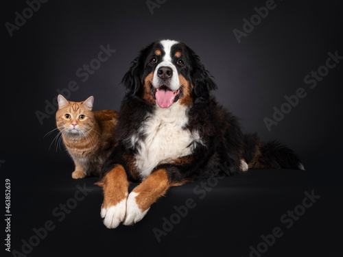 Majestic Berner Sennen dog laying down on edge beside red non breed adult cat. Both looking towards camera. Unuasual friends. Isolated on a black background. photo