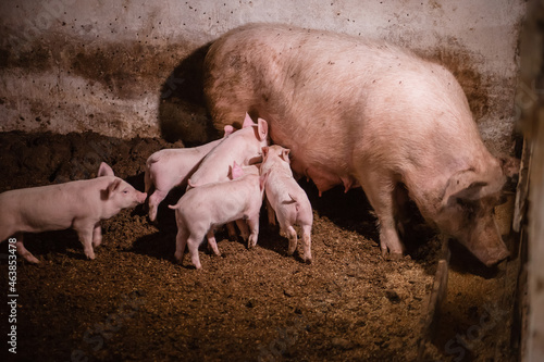 Pig children on a pig farm. Pig mother and piglets behind the fence.