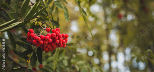 Rowan on a branch. Red rowan. Rowan berries on a rowan tree. Autumn. Baner, add text