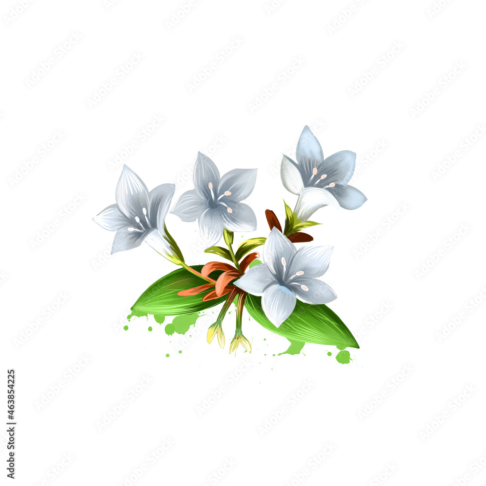Digital art illustration of Glossy abelia isolated on white. Hand drawn flowering bush of Caprifoliaceae family. Colorful botanical drawing. Greeting card, birthday, anniversary wedding graphic design Digital art illustration of Glossy abelia isolated on white. Hand drawn flowering bush of Caprifoliaceae family. Colorful botanical drawing. Greeting card, birthday, anniversary wedding graphic design
