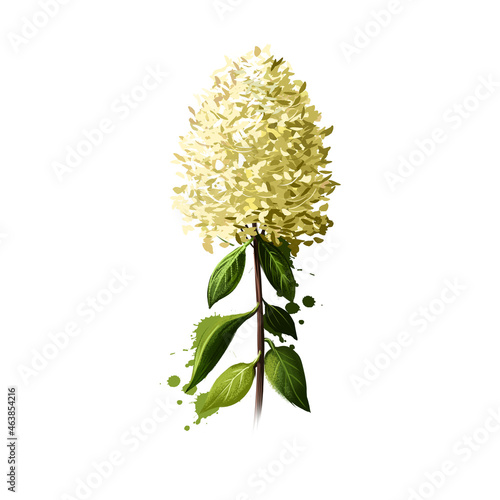 Limelight Hydrangea isolated on white. Hand drawn flowering bush of Hydrangeaceae family. Colorful botanical drawing. Greeting card, birthday, anniversary, wedding, holiday