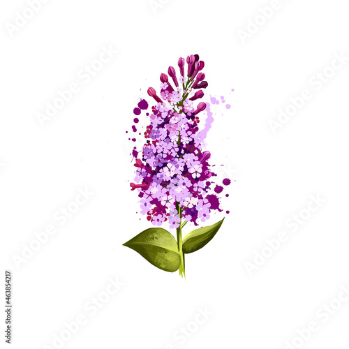 Digital art illustration of Common Lilac isolated on white. Hand drawn flowering bush Syringa vulgaris. Colorful botanical drawing. Greeting card  birthday  anniversary  wedding graphic clipart design