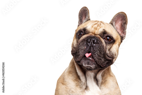Funny french bulldog isolated against white background and stick her tongue
