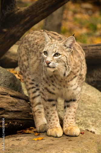 Lynx On Rock