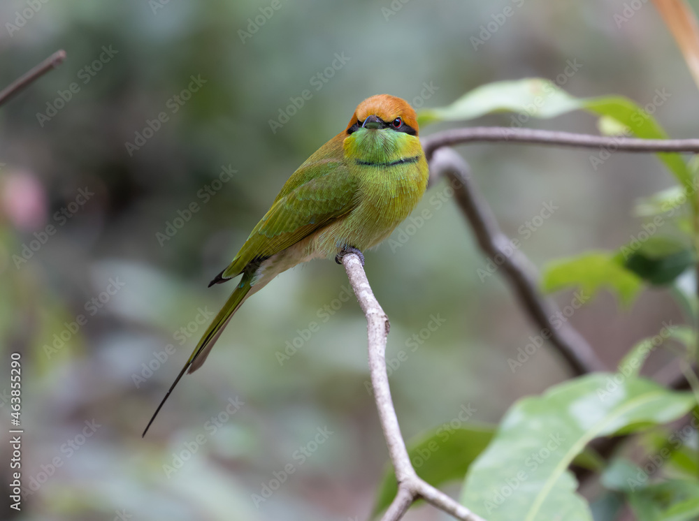 Fototapeta premium green bee eater