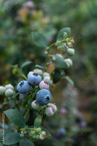 Delicious, fresh and colorful organic blueberries