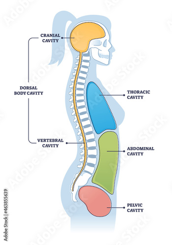 Dorsal and other body cavities cross section, outline illustration diagram. Cranial brain cavity connected with vertebral spine cavity. Also thoracic and pelvic cavities scheme. Educational poster. photo