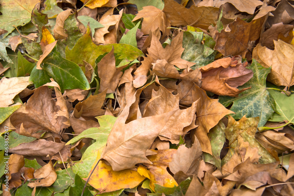 tas de feuilles mortes en automne