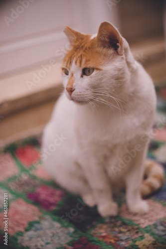 Fototapeta Naklejka Na Ścianę i Meble -  モロッコ王国 マラケシュ西の大西洋岸の港湾都市エッサウィラ世界遺産旧市街の野良猫