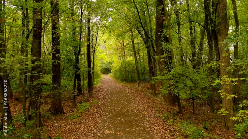 4K camera drone follows trail in the forest during fall season. 4K camera drone follows trail in the forest during fall season.